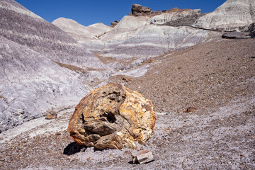 Large piece of colorful Petrified wood  along the Blue Mesa trail in the Petrified Forest National...