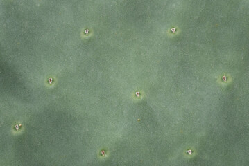 Close-up and background of the leaf of a green prickly pear cactus. The pores are clearly visible....