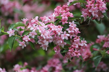 Pink flowers of Weigela shrub in spring garden.