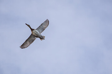 Fototapeta premium birds