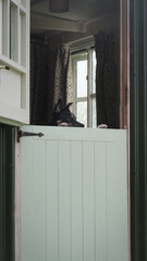 dog on barn door