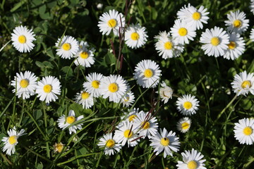 Sweden. Bellis perennis, the daisy, is a European species of the family Asteraceae, often considered the archetypal species of the name daisy. 
