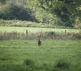 deer in a field
