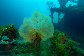 Gorgonia a ventaglio sul  relitto della nave Seiko Maru, affondata nell'arcipelago di Truk in Micronesia durante la seconda guerra mondiale © Massimo