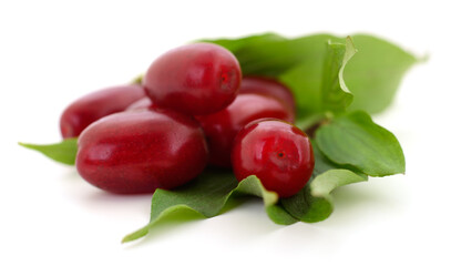 Dogwood berry with leaf.