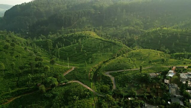 Drone view of Haputale green tea gardens stretching over rolling hills. Winding paths cross plantations, Sri Lanka Ceylon tea region. Early morning bathes serene landscape, inviting eco tourism.