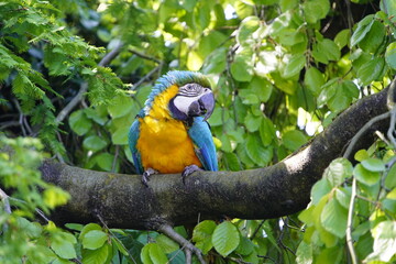 
The Blue-and-Yellow Macaw (Ara ararauna), also known as the Blue-and-Gold Macaw, is a large blue (top parts) and yellow (under parts) South American parrot. Bird Park, Walsrode, Germany.
