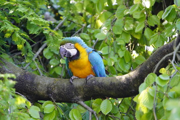 
The Blue-and-Yellow Macaw (Ara ararauna), also known as the Blue-and-Gold Macaw, is a large blue (top parts) and yellow (under parts) South American parrot. Bird Park, Walsrode, Germany.
