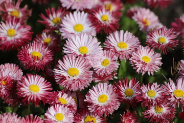 Pink flowers of english daisy. Bellis perennis pomponette, daisy in garden. 