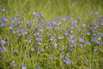 flowers in the field