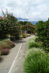 Obraz premium Eje cafetero, Colombia