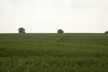 Green field with trees