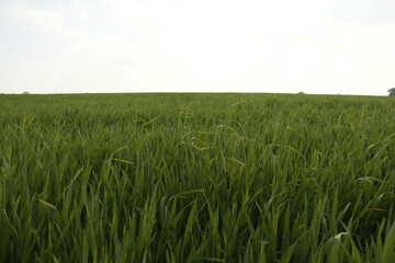 green wheat field
