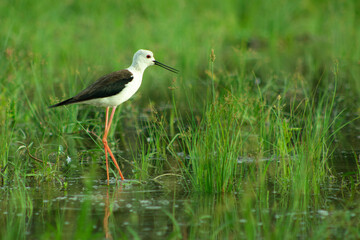 Black Winged Stilt