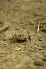 Frog in the forest on the ground
