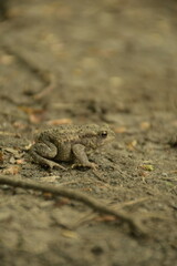 Frog in the forest on the ground