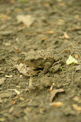 Frog in the forest on the ground