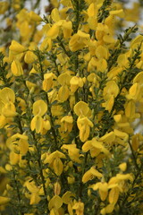 yellow flowers in the garden
