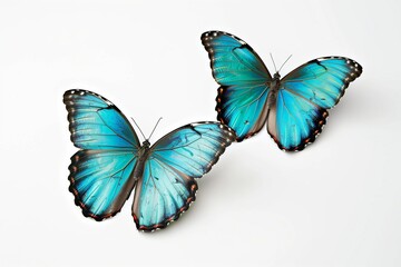Set two beautiful blue turquoise tropical butterflies with wings spread and in flight isolated on white background, close-up macro.