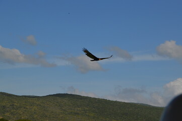 Ave la guajira Colombia