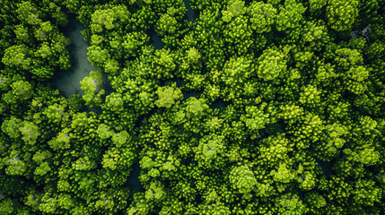 Aerial top view of mangrove forest. Drone view. generative ai