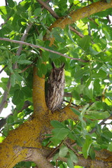 a small baby owl perched among the branches of a tree: a pistachio