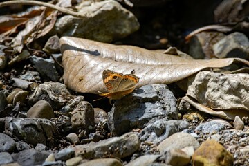 Tropical buckeye butterfly, Juniona evarete