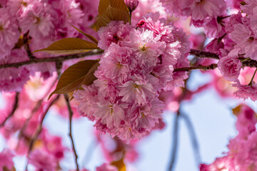 sakura