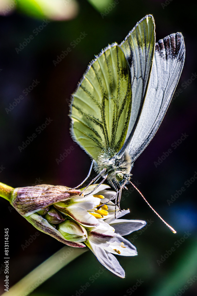 Wall mural butterfly on a flower