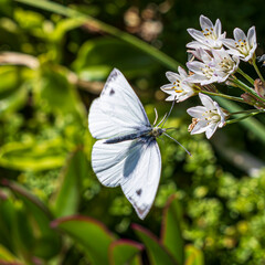 butterfly on a flower