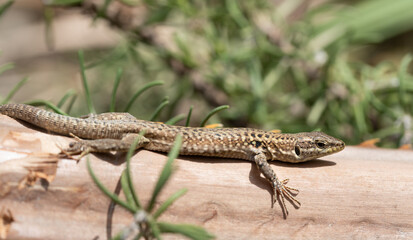 Close-up of a free-living lizard climbing on a dry branch in Sicily. The animal is enjoying the...