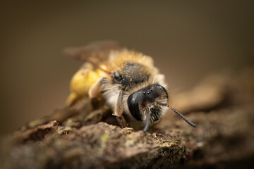 close-up of a mining bee (Adrena gravida), Belgium