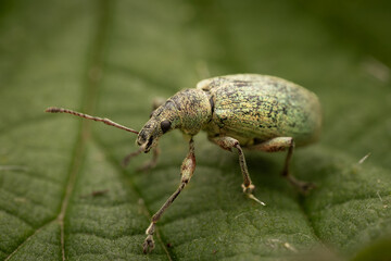 close-up of a nettle weevil (phyllobius pomaceus), Belgium