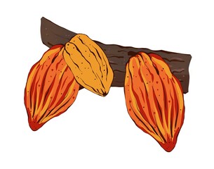 Branch with ripe cocoa beans. Hand drawn illustration in flat style isolated on white background. Organic product. Sketch of a plant part for packaging, label design, logo, tag.