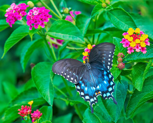 Spicebush Swallowtail Butterfly Feeding with Wings Spread