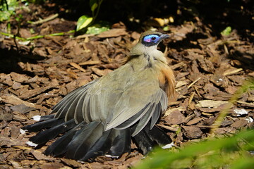 The giant coua (Coua gigas) is a bird species from the coua genus in the cuckoo family that is endemic to the dry forests of western and southern Madagascar. Bird Park, Walsrode, Germany.