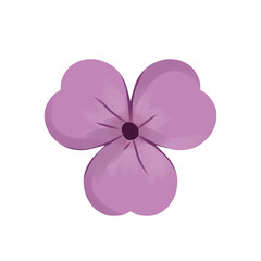 pink flower isolated on white background