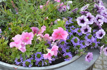 Multi-colored delicate flowers in a city flowerbed