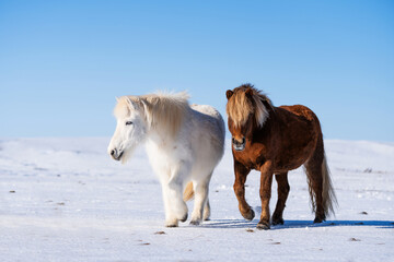 Iceland. Two horses standing in snow