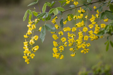 Golden chain or golden rain (Laburnum anagyroides) , Abruzzo, Italy
