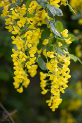 Golden chain or golden rain (Laburnum anagyroides) , Abruzzo, Italy