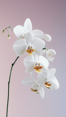 Fototapeta premium white orchid flower