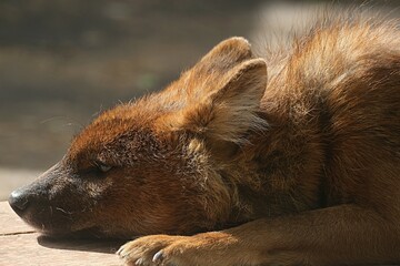 Red Wolf. muzzle close-up profile. resting