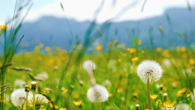 Overview of a field of dandelion flowers in the Alpine mountains in summer