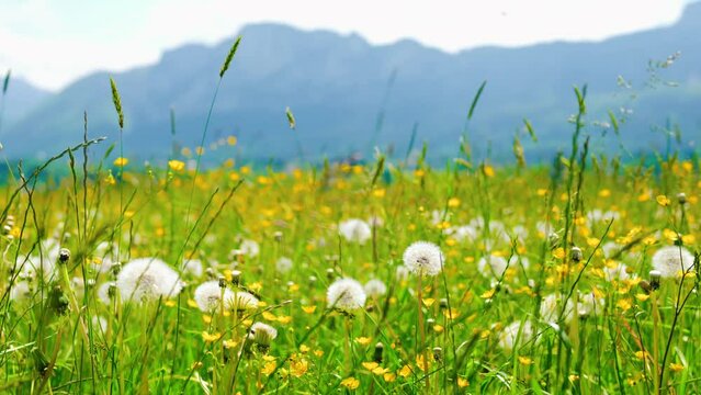 Field of dandelion flowers in the alpine mountains on a sunny day in summer