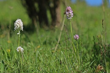 Weißling des Dreizähnigen Knabenkrauts (Neotinea tridentata) mit Bockkäfer