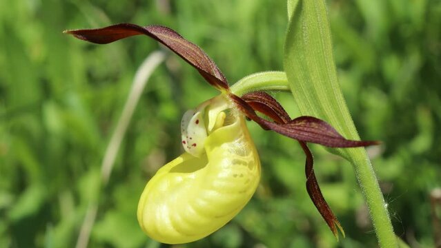 Gelber Frauenschuh (Cypripedium calceolus) auf Kalkmagerrasen