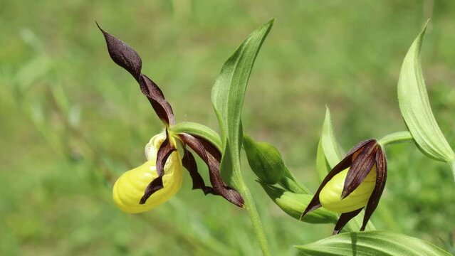 Gelber Frauenschuh (Cypripedium calceolus) auf Kalkmagerrasen