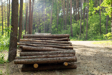 Pale drewniane czekające na wywóz z lasu i dalszą obróbkę w tartaku