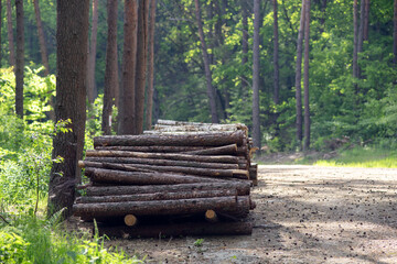 Wycięta sosna ułożona przy leśnej drodze
